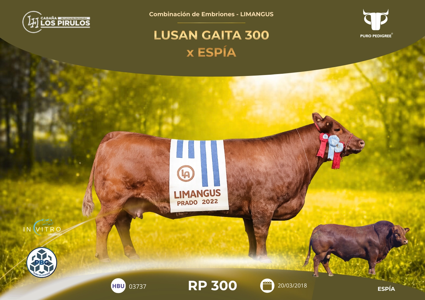 LUSAN GAITA 300 x ESPIA