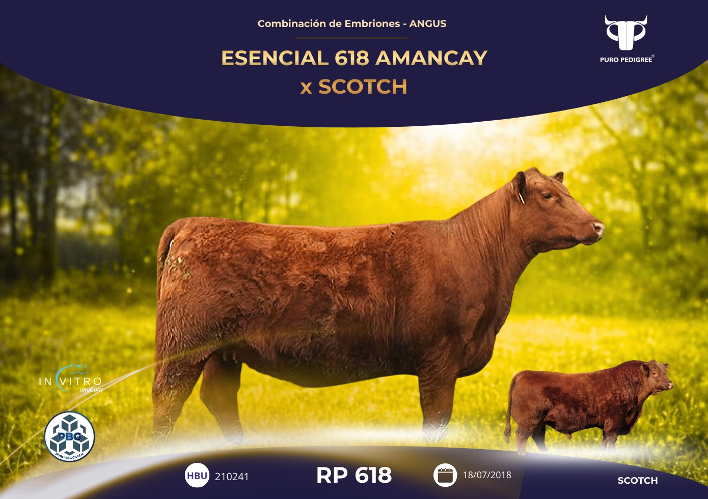 ESENCIAL 618 AMANCAY x SCOTCH