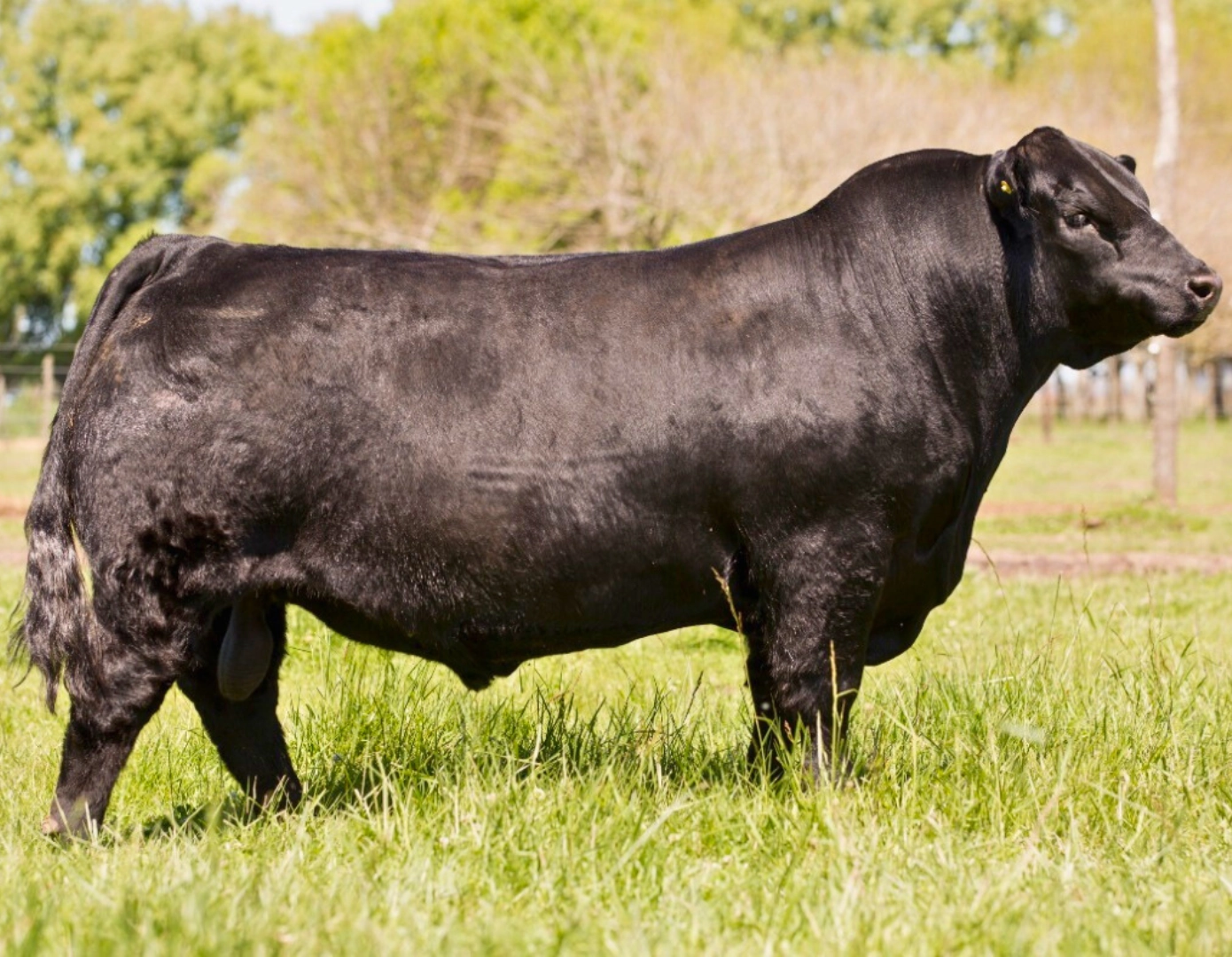 NAIRY DON ROBERTO 378 TE x IDEAL