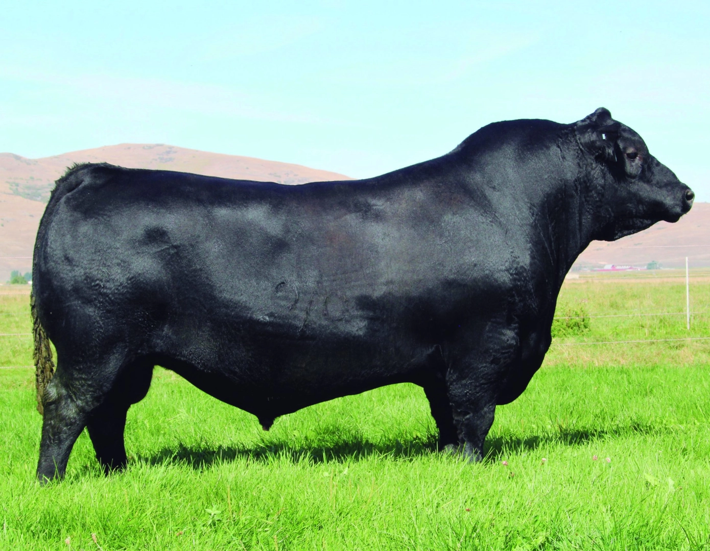 ALIANZA ANGUS 618 SEGURO PI5628Y TE x COLEMAN BRAVO