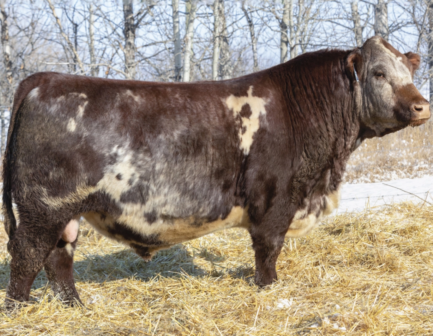 BESHA ELVIRA x PHANTOM