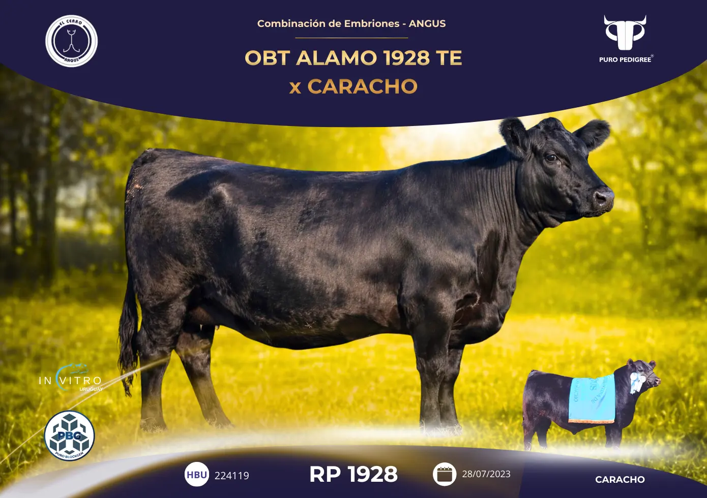 OBT ALAMO 1928 TE x CARACHO