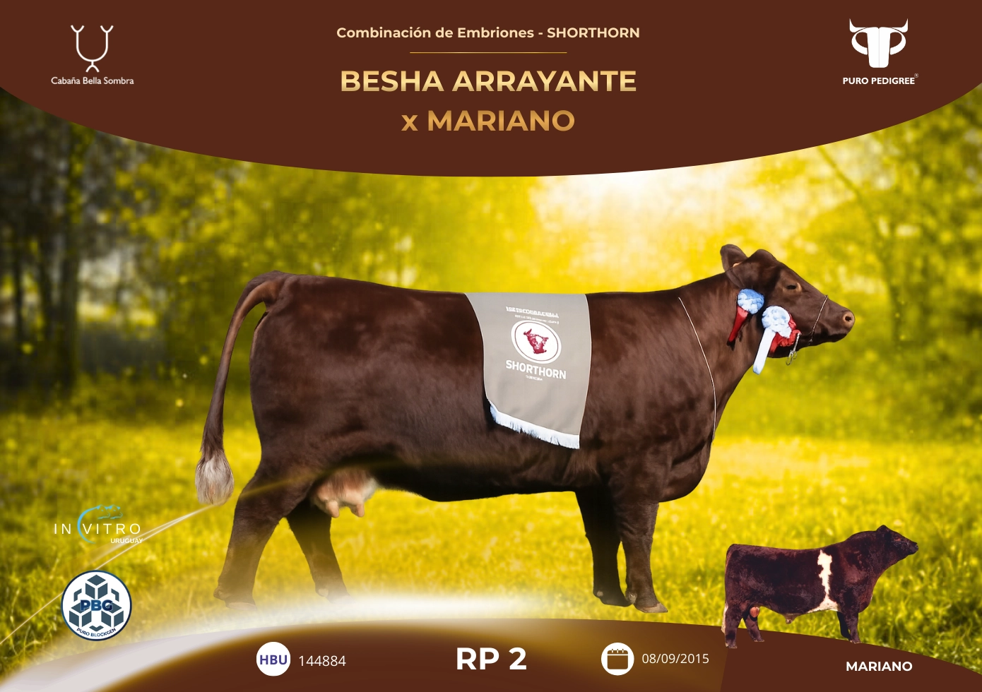 BESHA ARRAYANTE x MARIANO