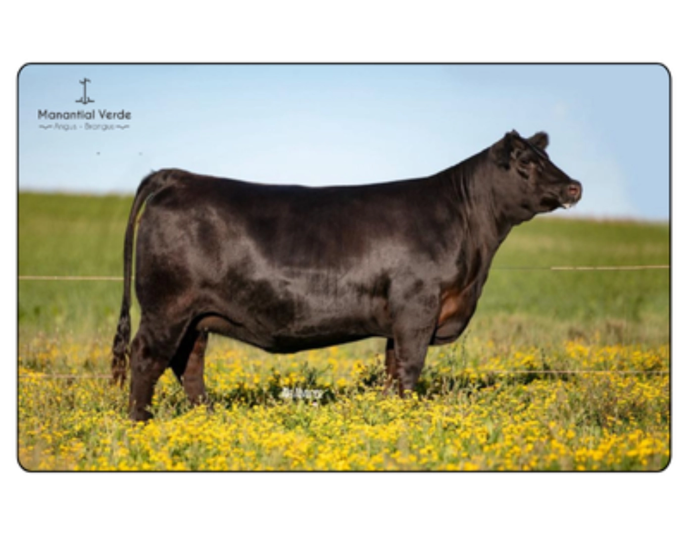 BRAVO 342 TE x MOUNGA