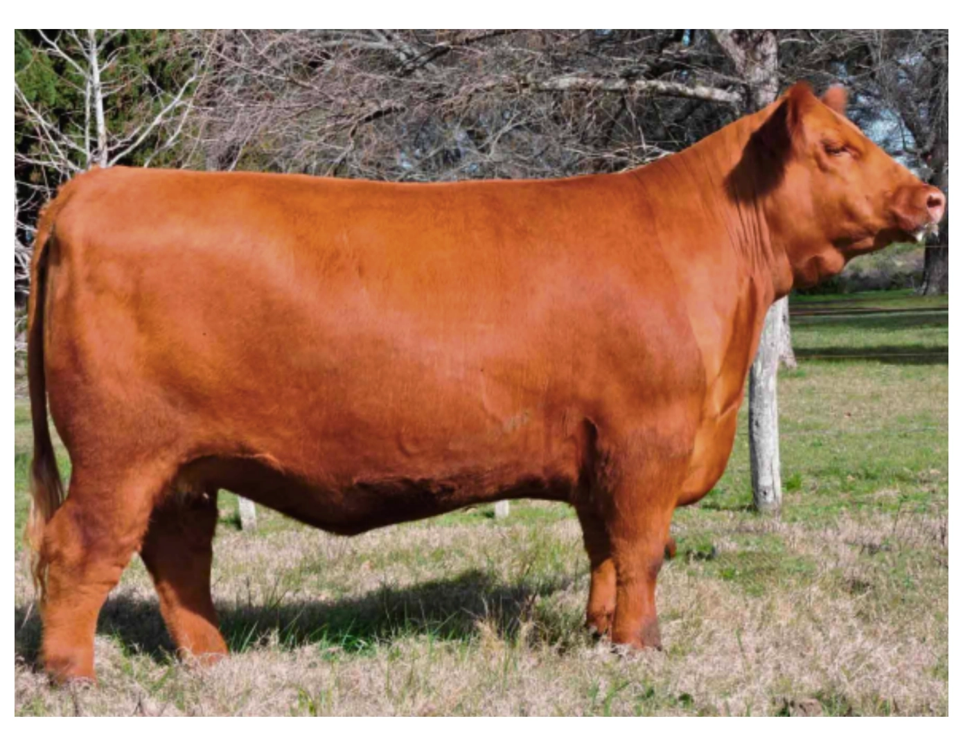 QUEGUAY 180 MATEO X RED BOXER