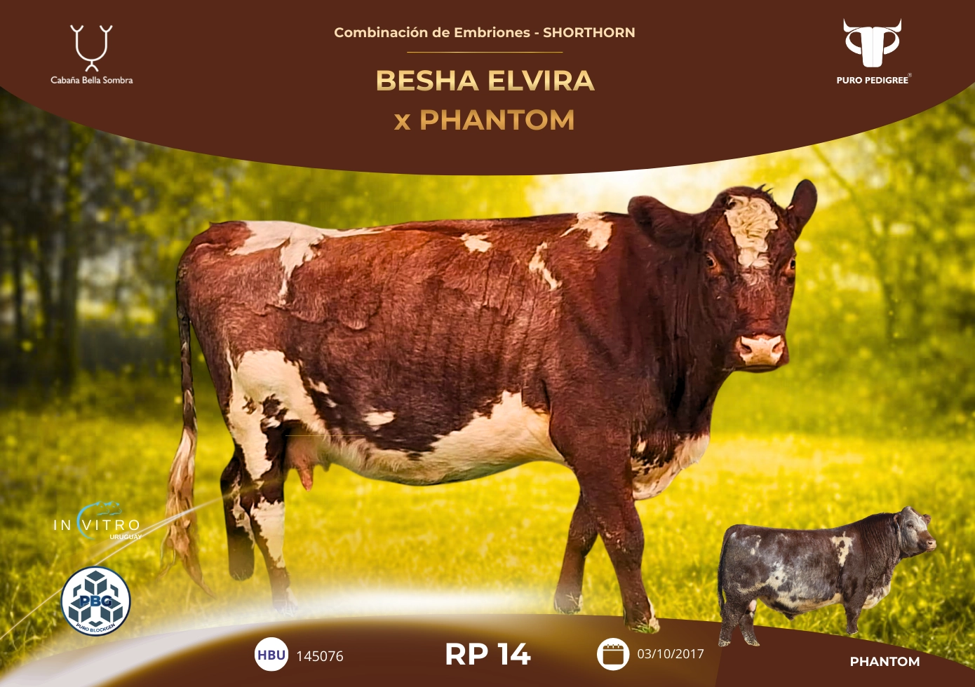 BESHA ELVIRA x PHANTOM