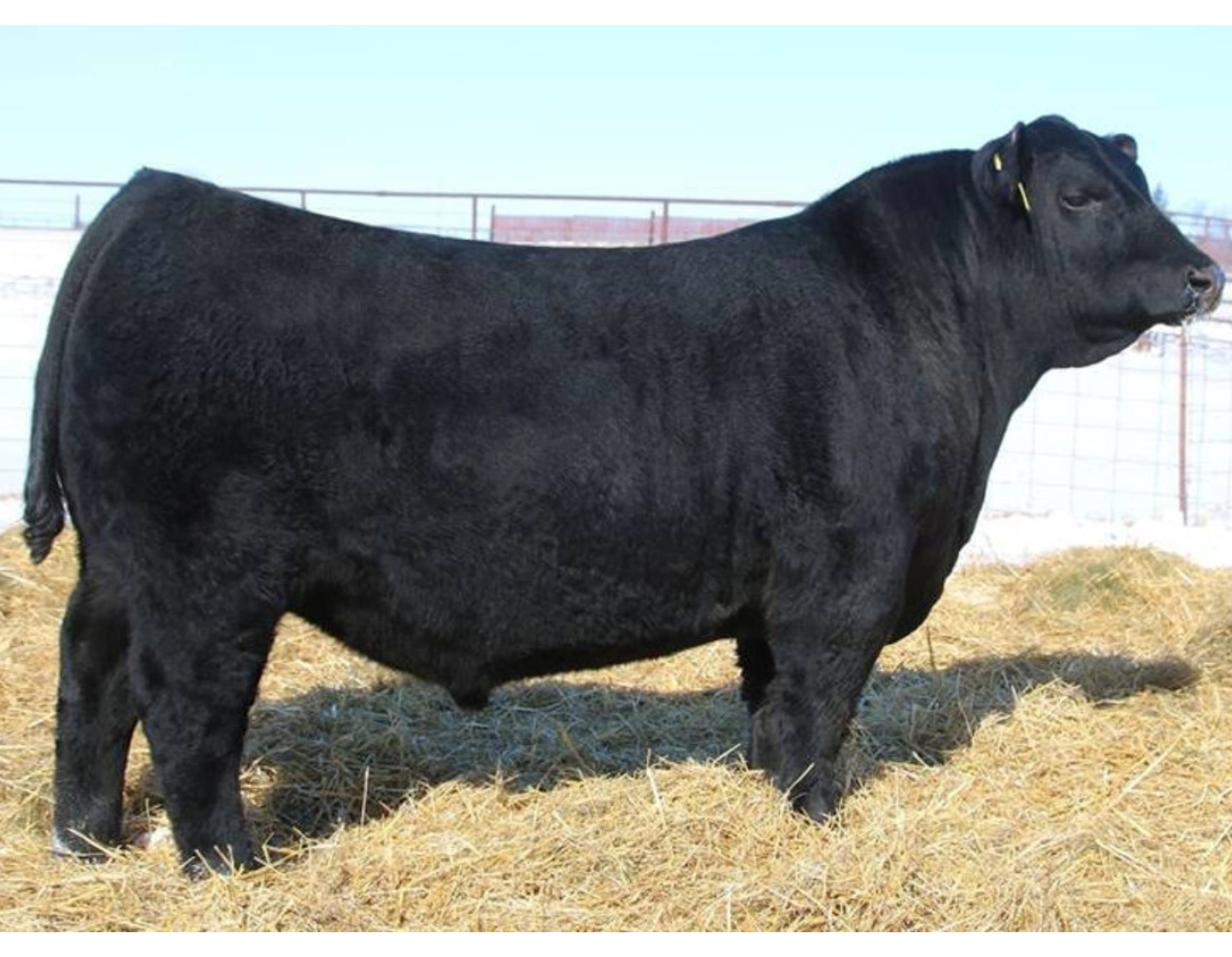 NAIRY CAPO 245 TE x SAV EMPIRE