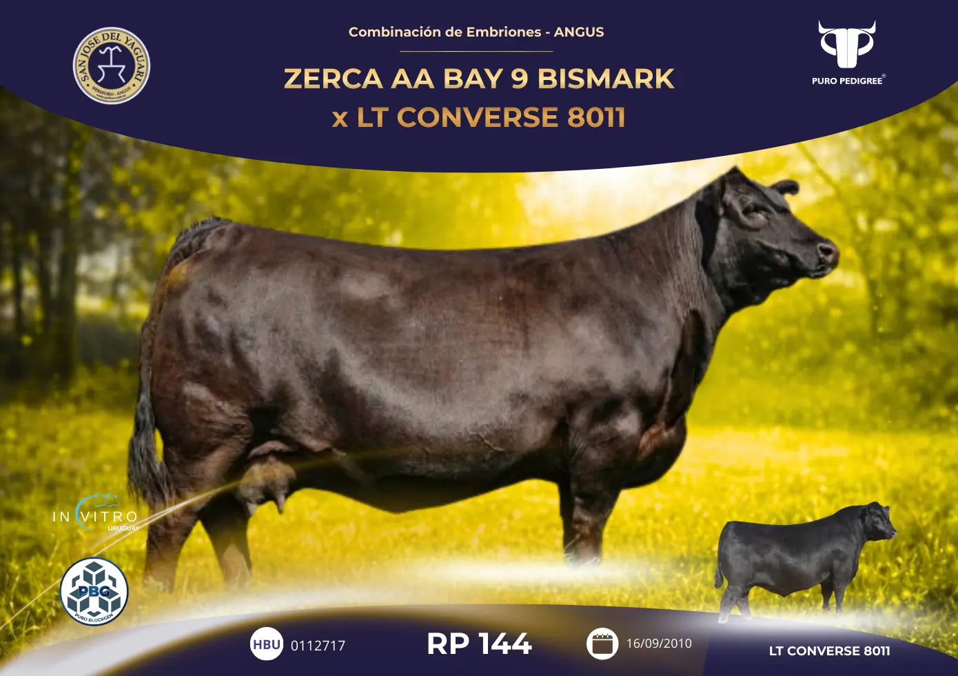ZERCA AA BAY 9 BISMARK x LT CONVERSE 8011