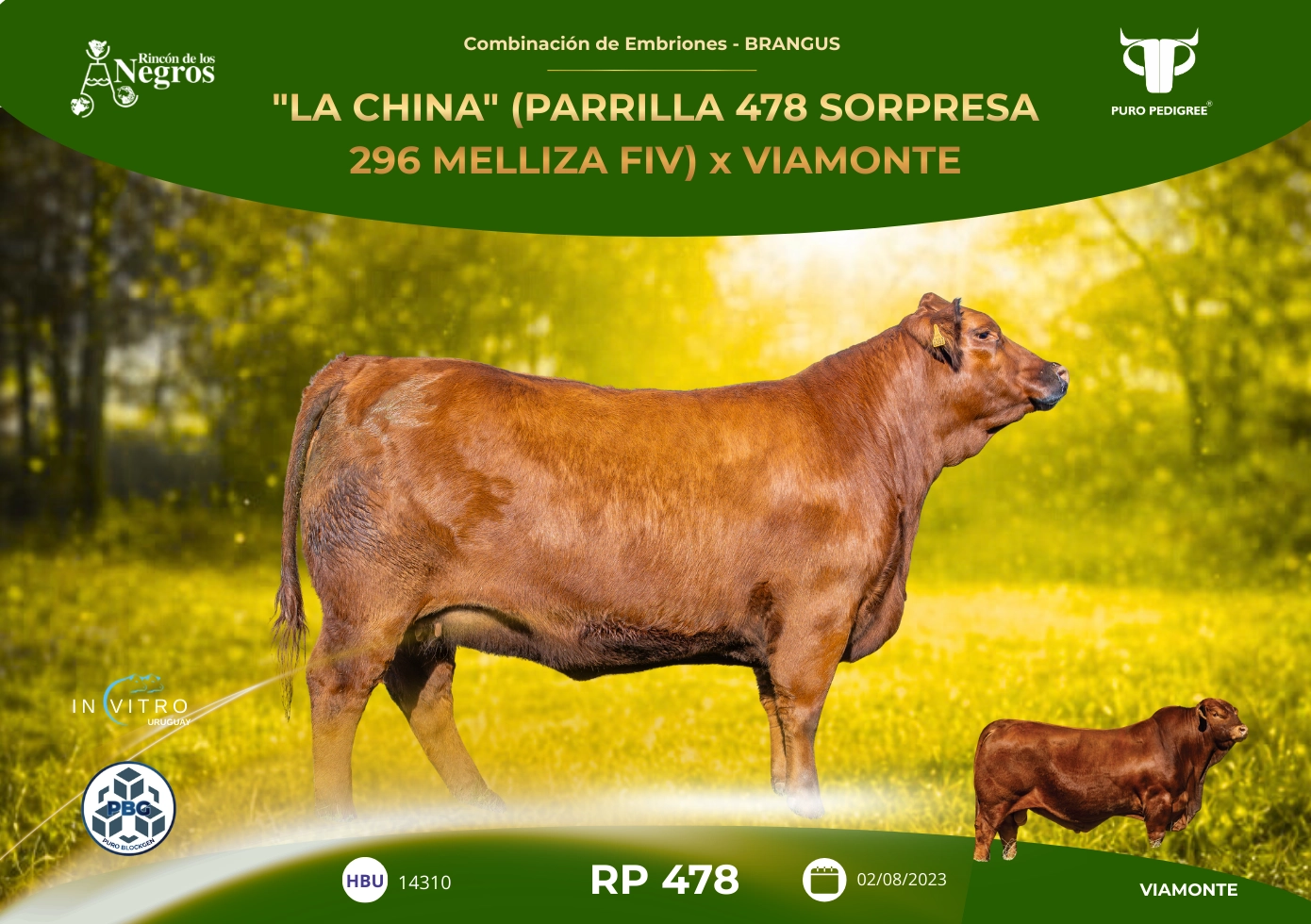 "LA CHINA" (PARRILLA 478 SORPRESA 296 MELLIZA FIV) x VIAMONTE