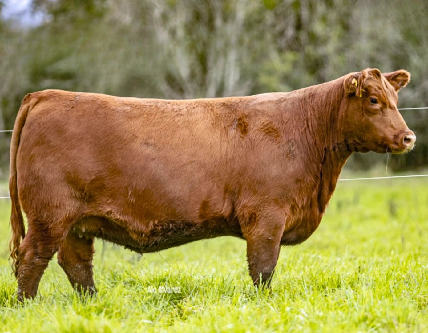  MODELO M.40324557 RED x MATEO