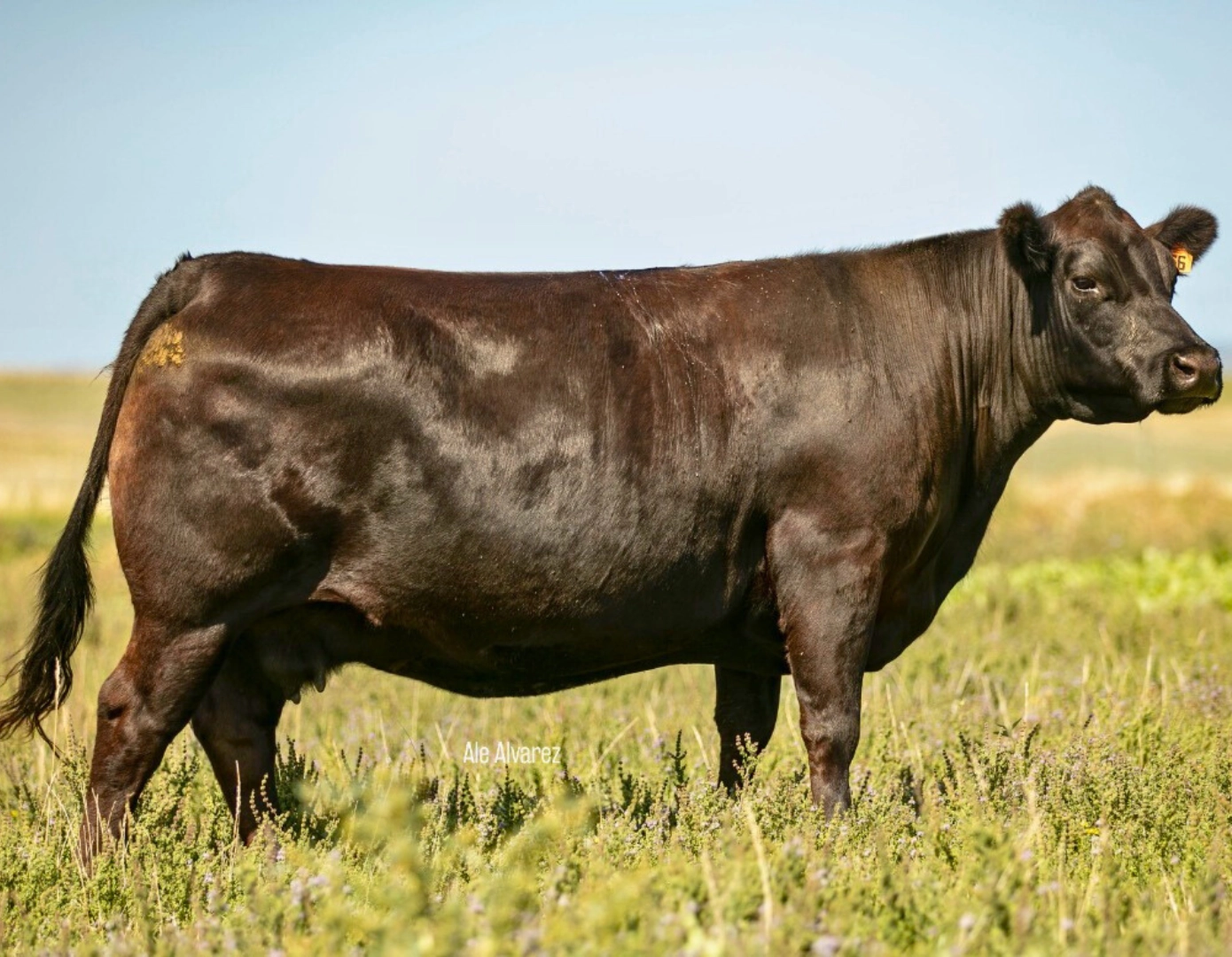 MATAOJO 09 LIDER 066 x CONDOR