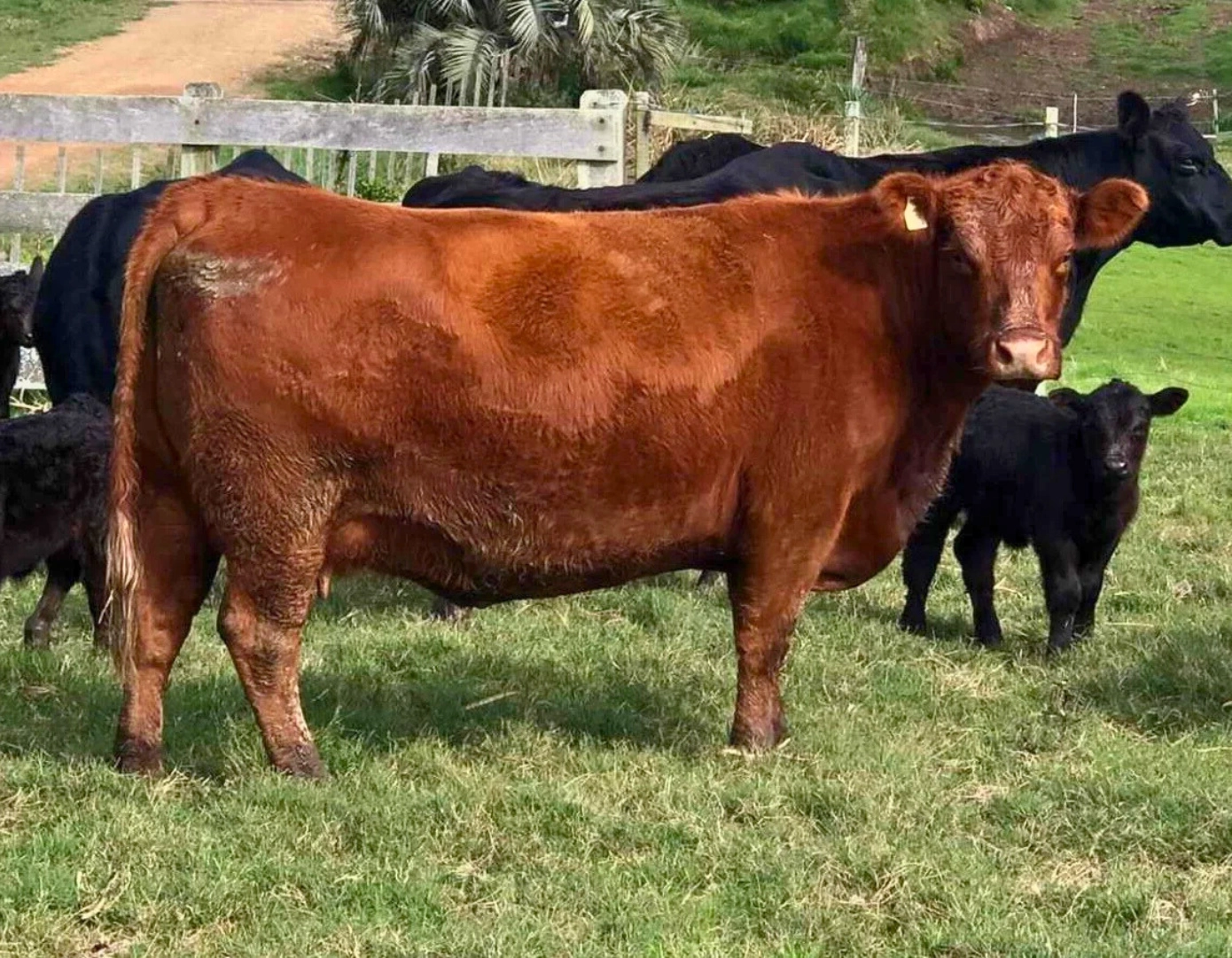 ZUCARA BRUTAL 7019 x DUFF RED BLOOD