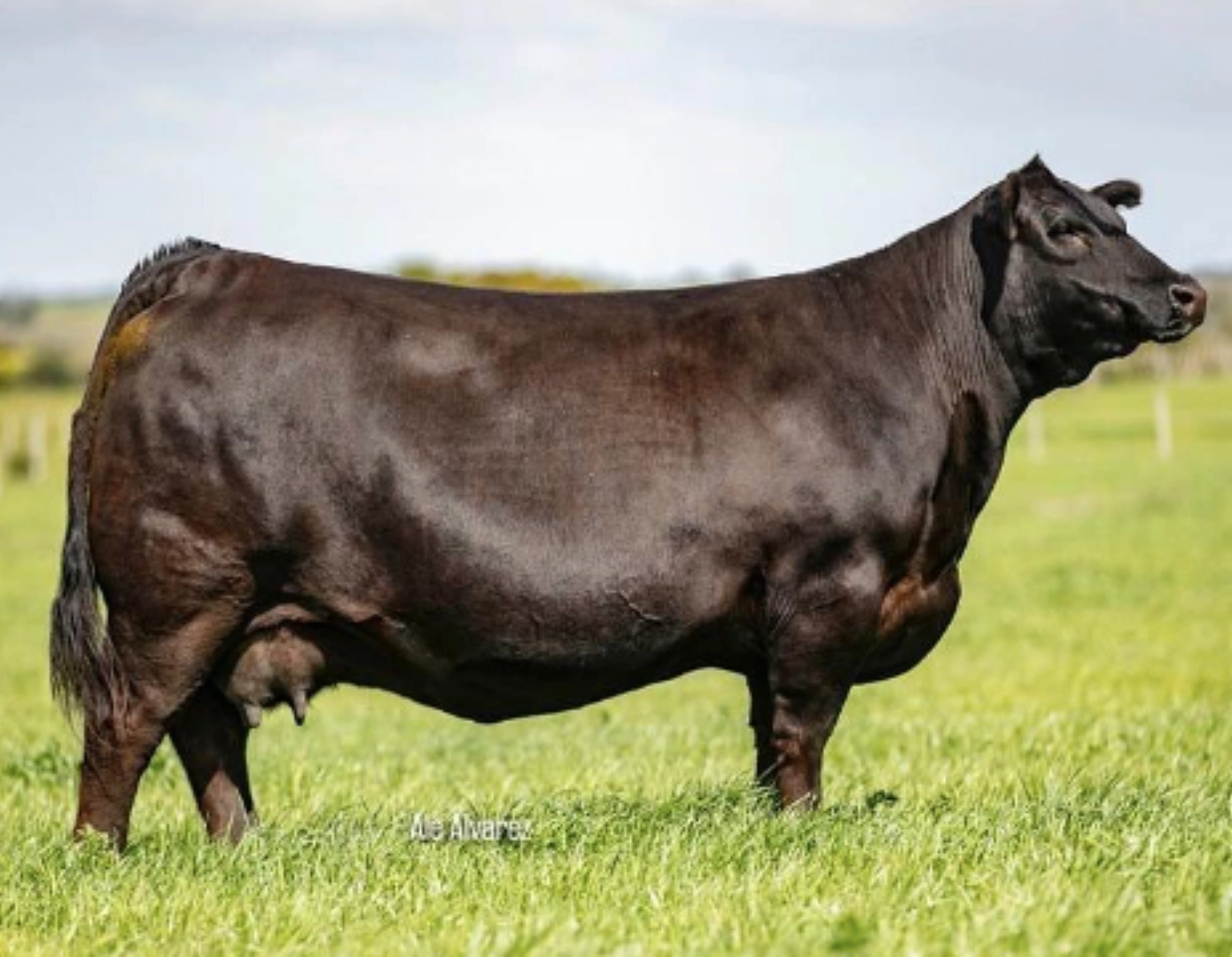 ZERCA AA BAY 9 BISMARK x LT CONVERSE 8011