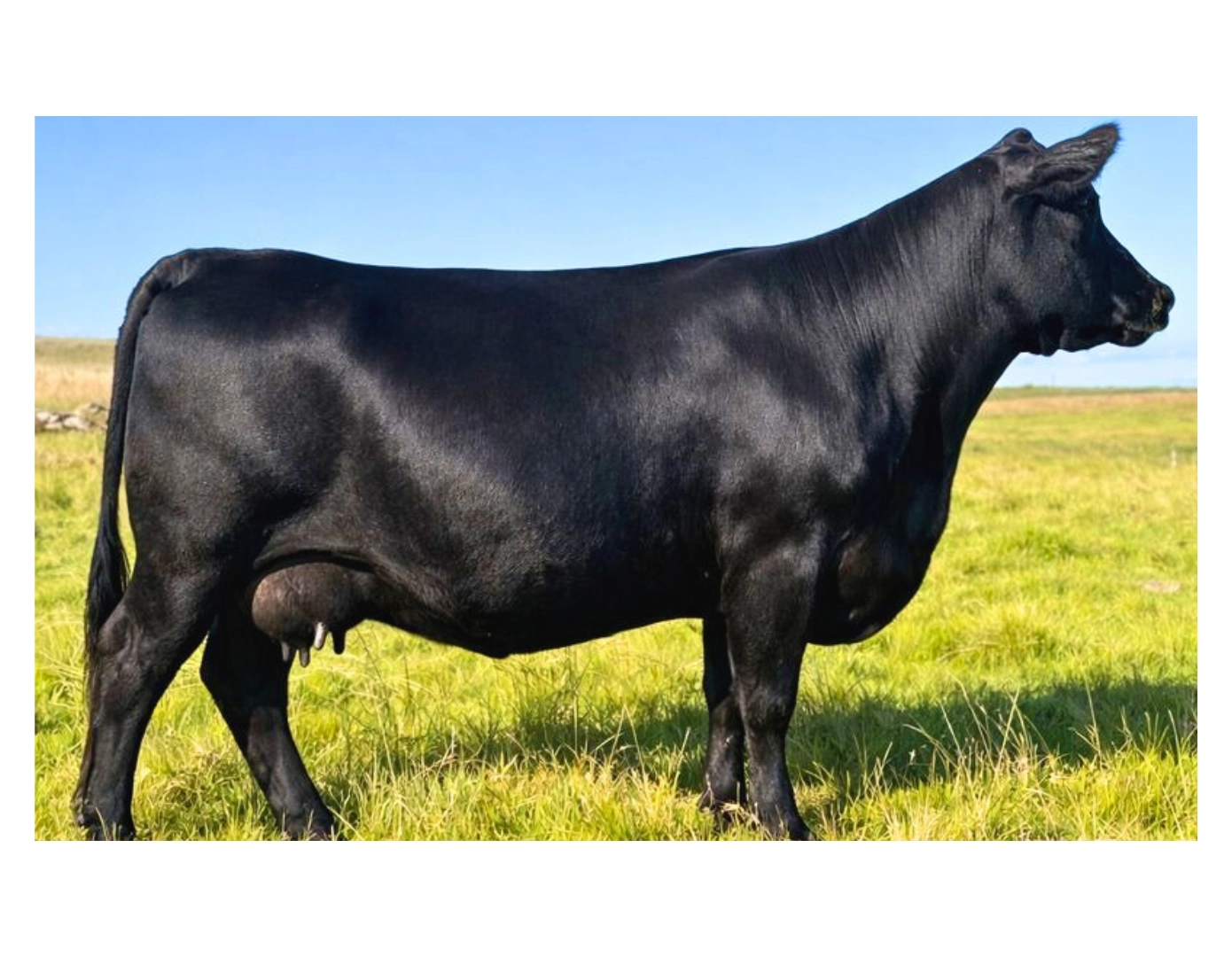 VASCA VIEJA 76-EURO-62 TE x CARACHO