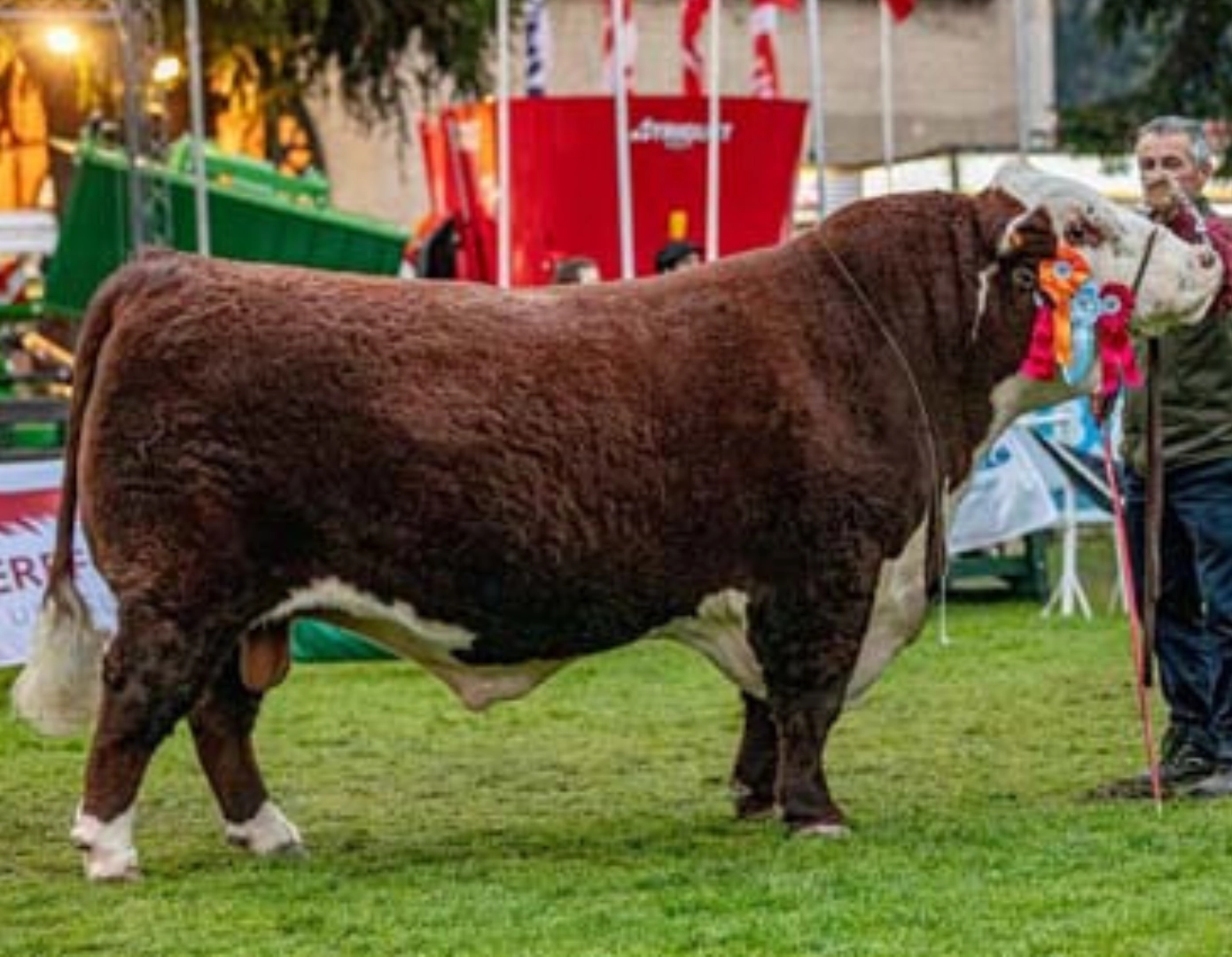 SATUR S.TOWN KID 5065 TE. x LOLO