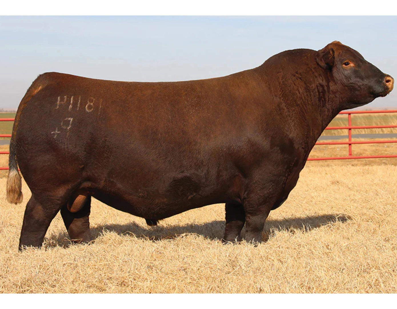 ZUCARA BRUTAL 7019 x DUFF RED BLOOD