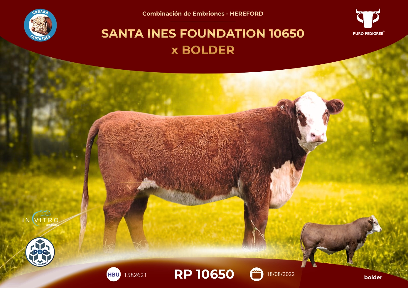 SANTA INES FOUNDATION 10650 x BOLDER
