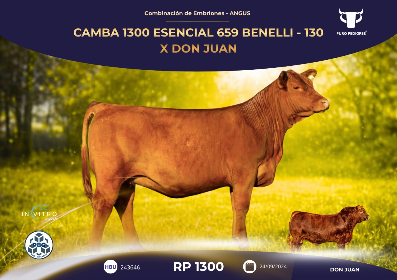 CAMBA 1300 ESENCIAL 659 BENELLI - 130 X DON JUAN