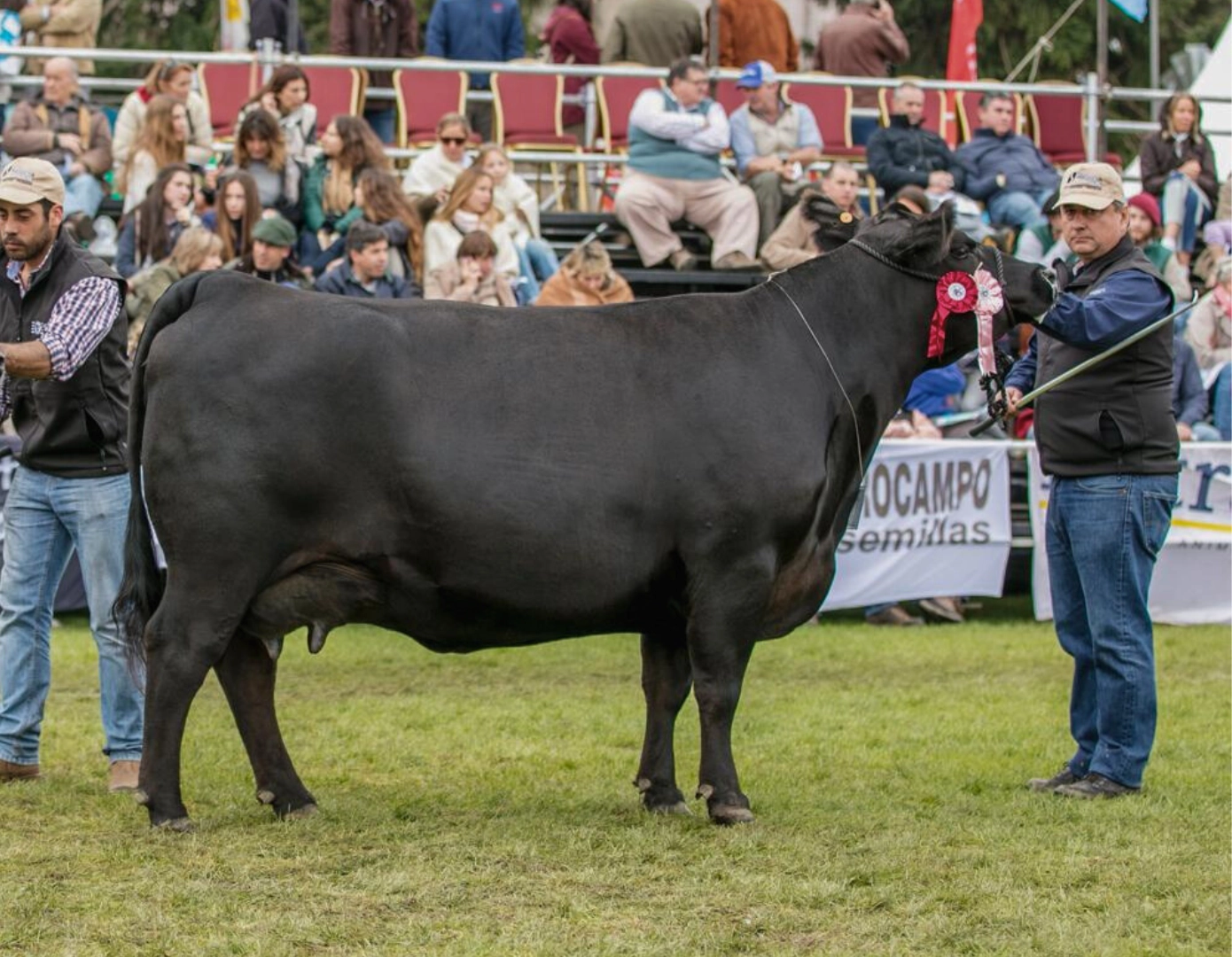 ZERCA AA AYE 3 BISMARK x BRAVO