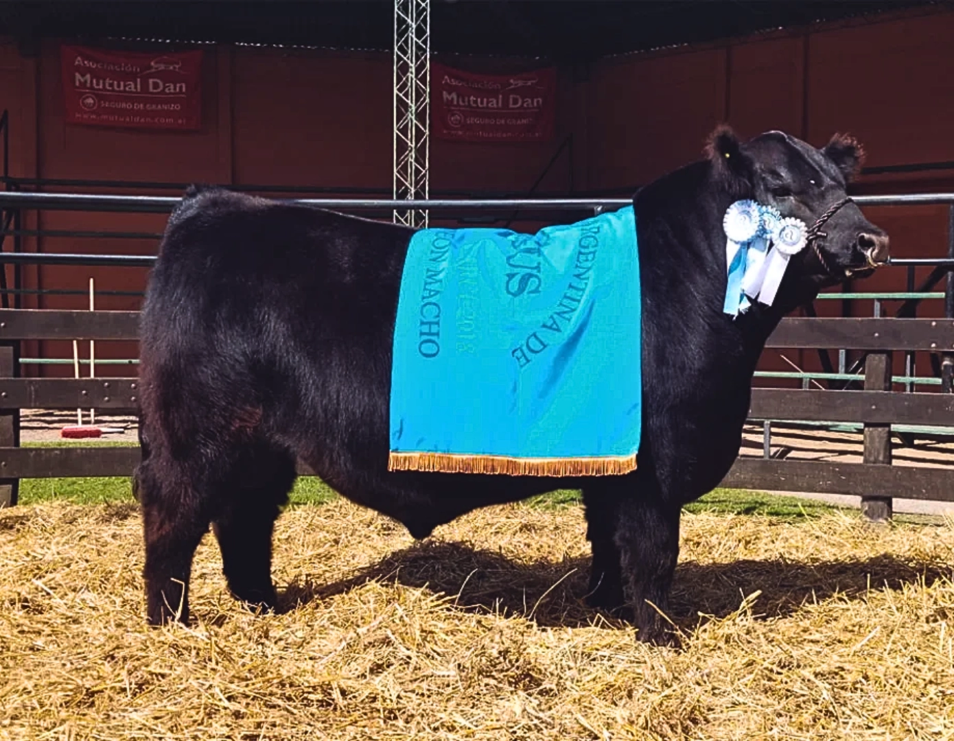 OBT ALAMO 1928 TE x CARACHO