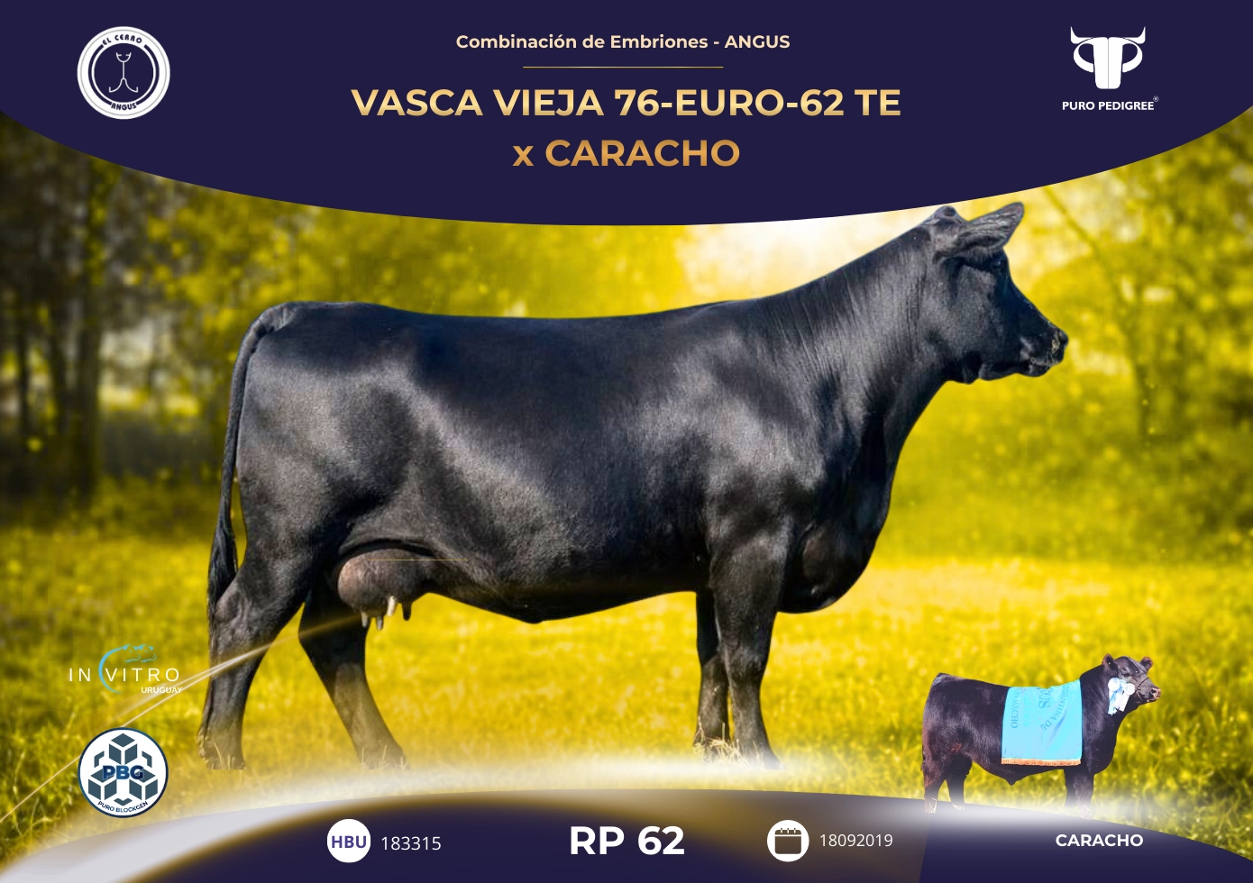 VASCA VIEJA 76-EURO-62 TE x CARACHO