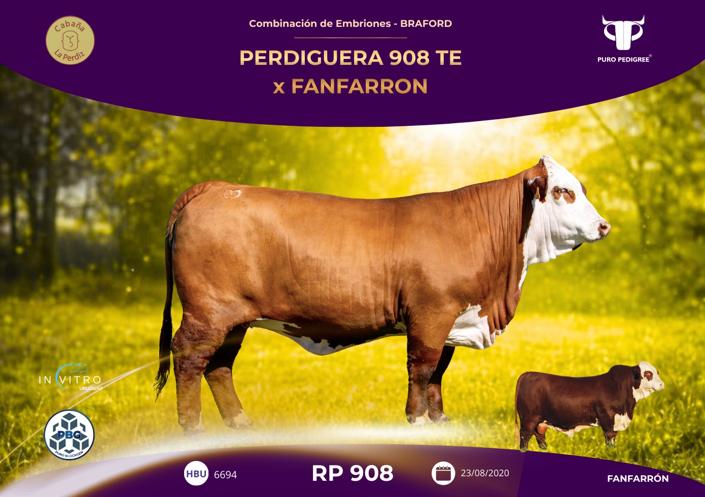 PERDIGUERA 908 TE x FANFARRON