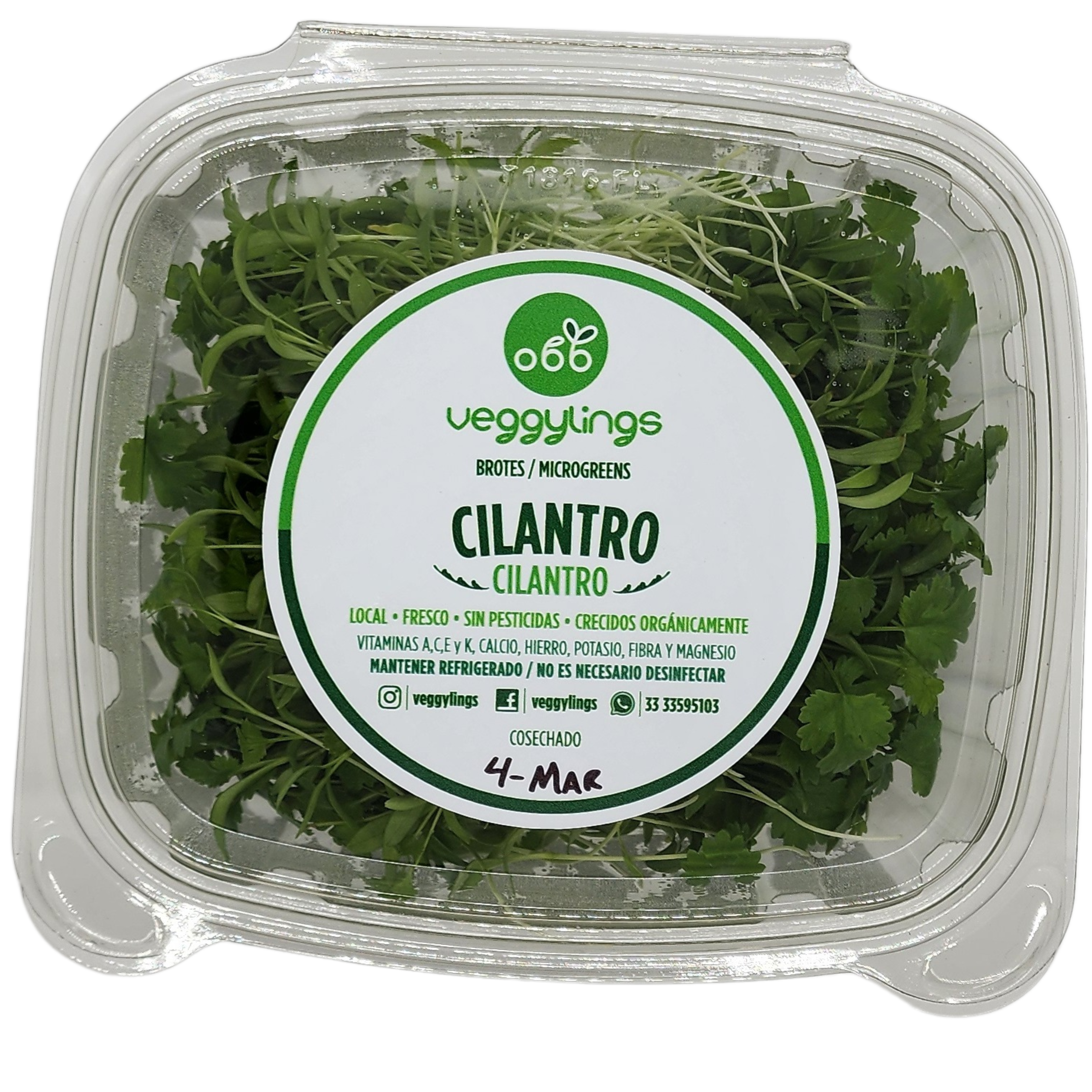Brotes | Microgreens de Cilantro