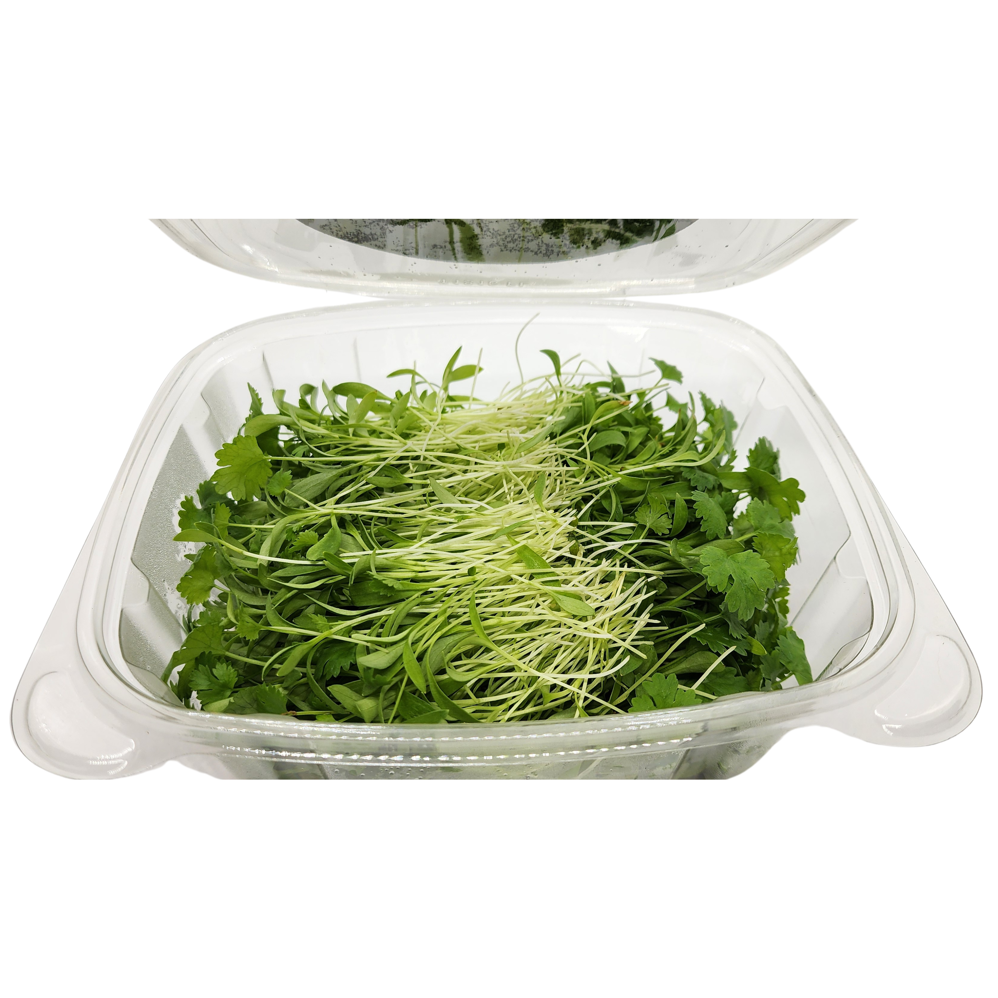 Brotes | Microgreens de Cilantro