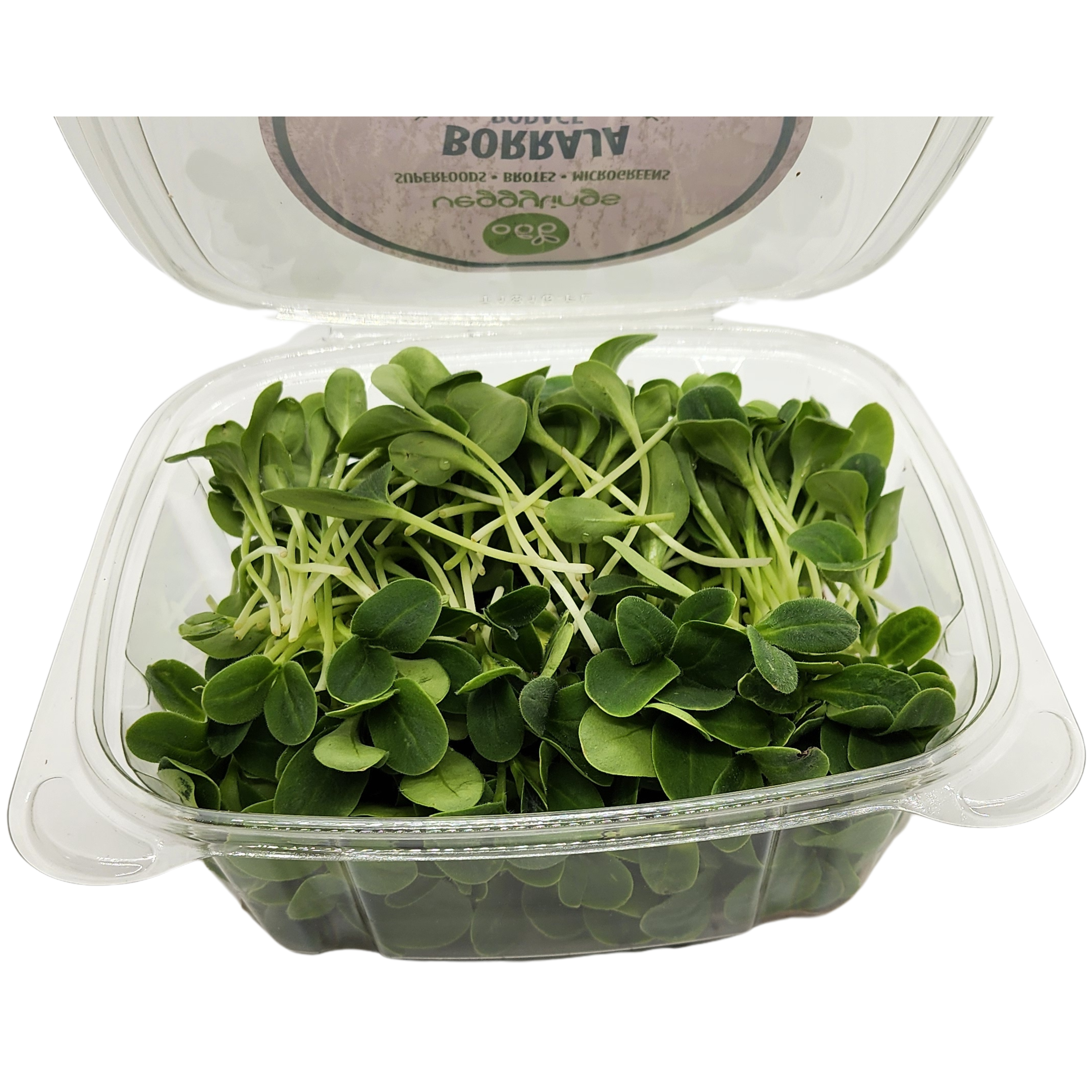 Brotes | Microgreens de Borraja