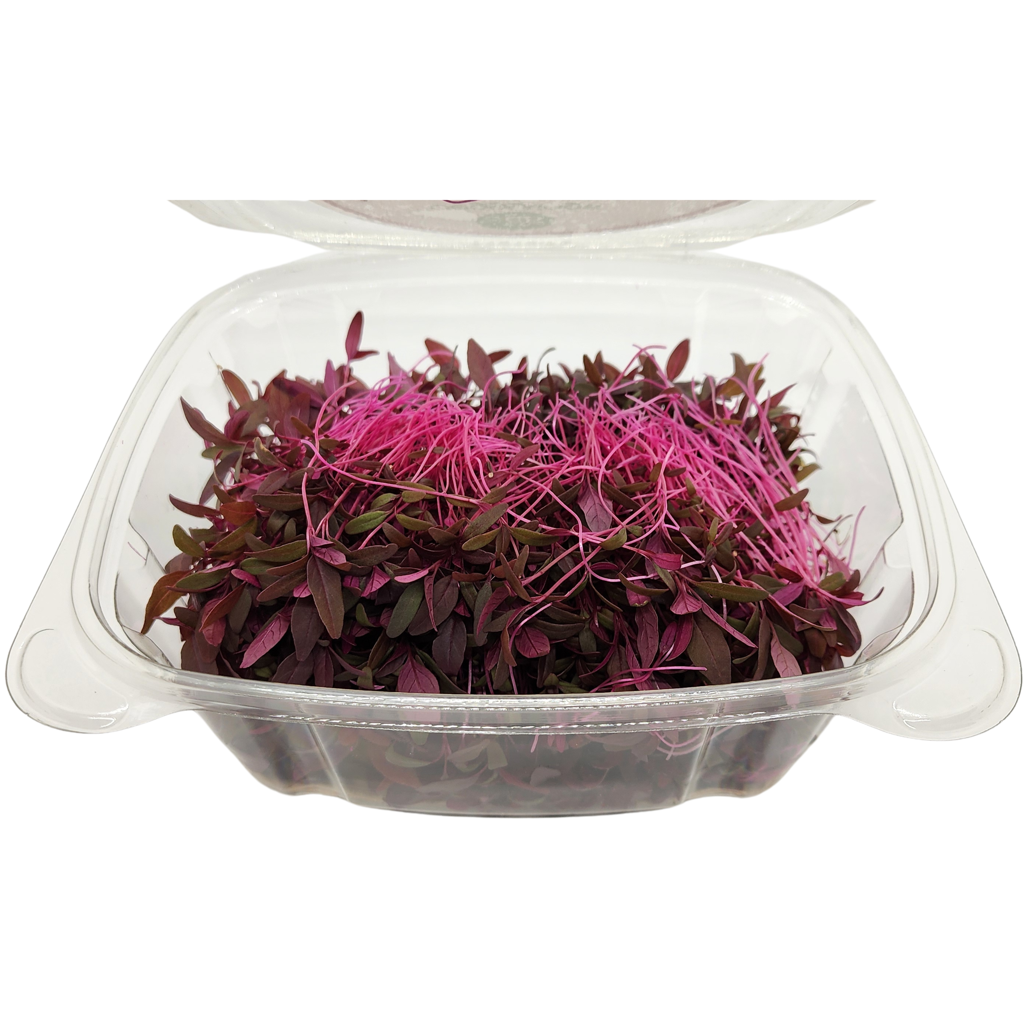 Brotes | Microgreens de Amaranto