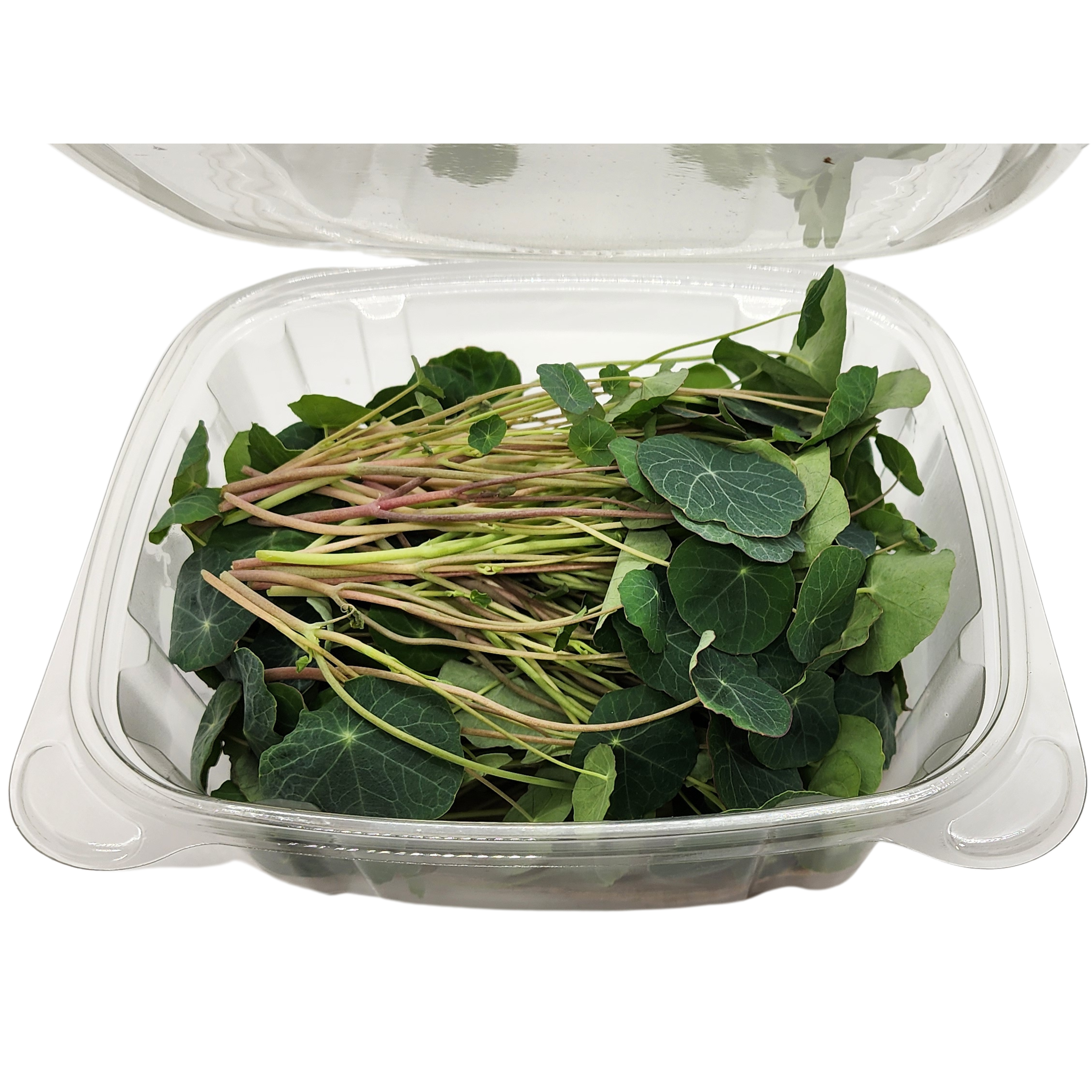 Brotes | Microgreens de Mastuerzo (Capuchina)