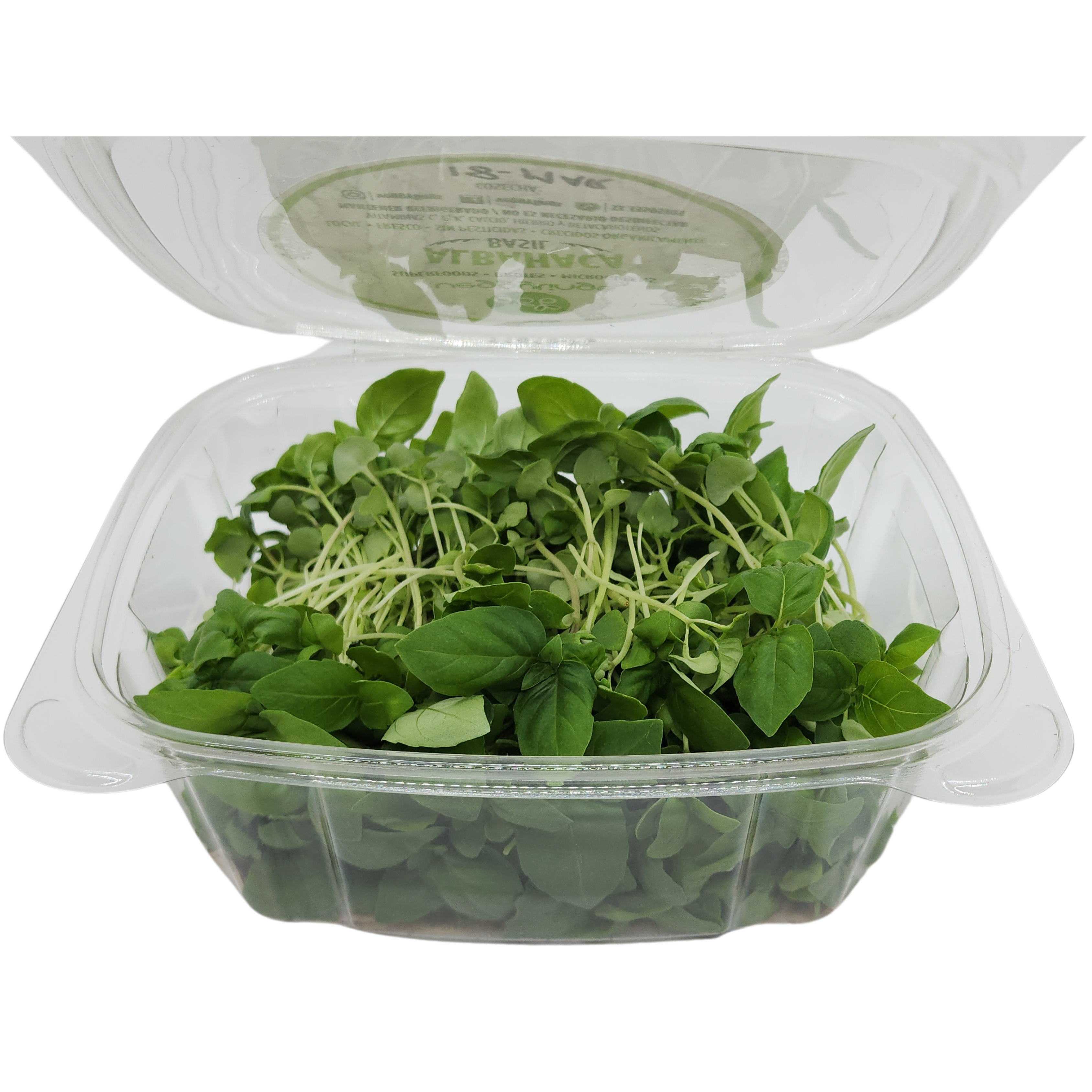 Brotes | Microgreens de Albahaca