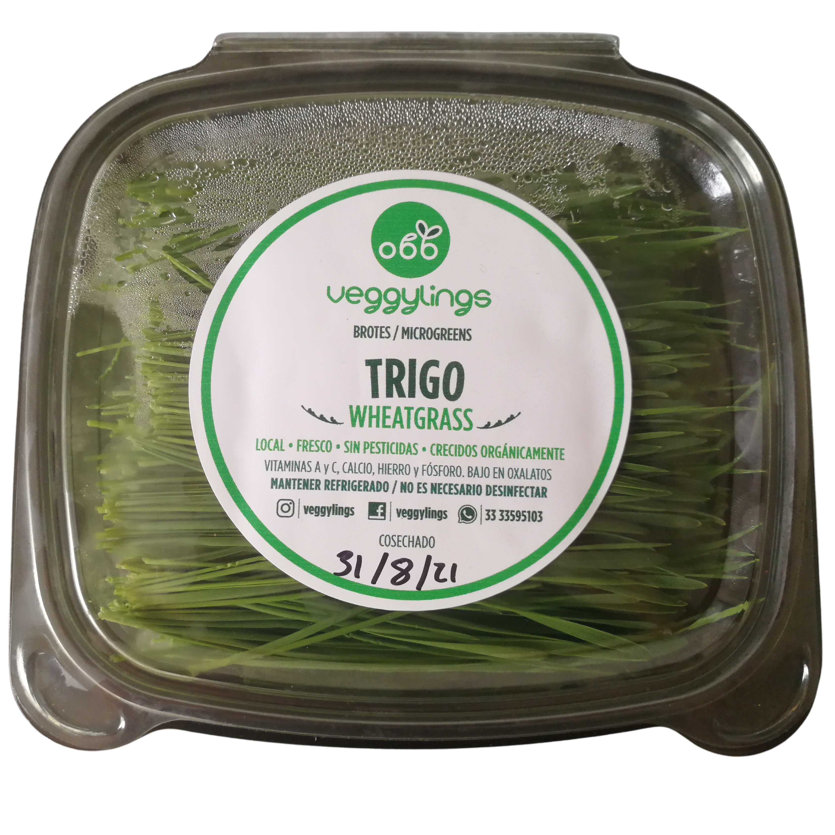 Brotes | Microgreens de  Pasto de Trigo