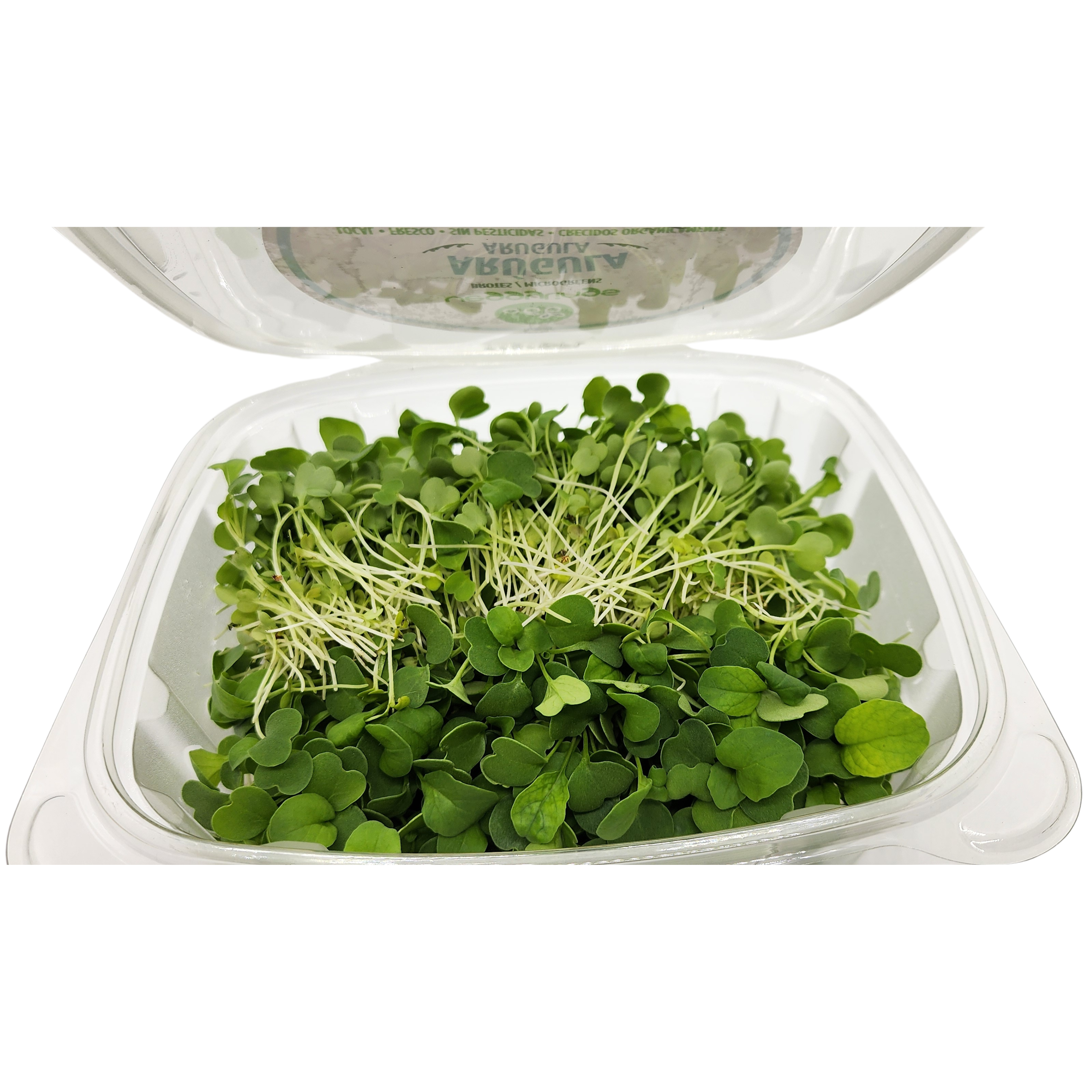 Brotes | Microgreens de Arúgula
