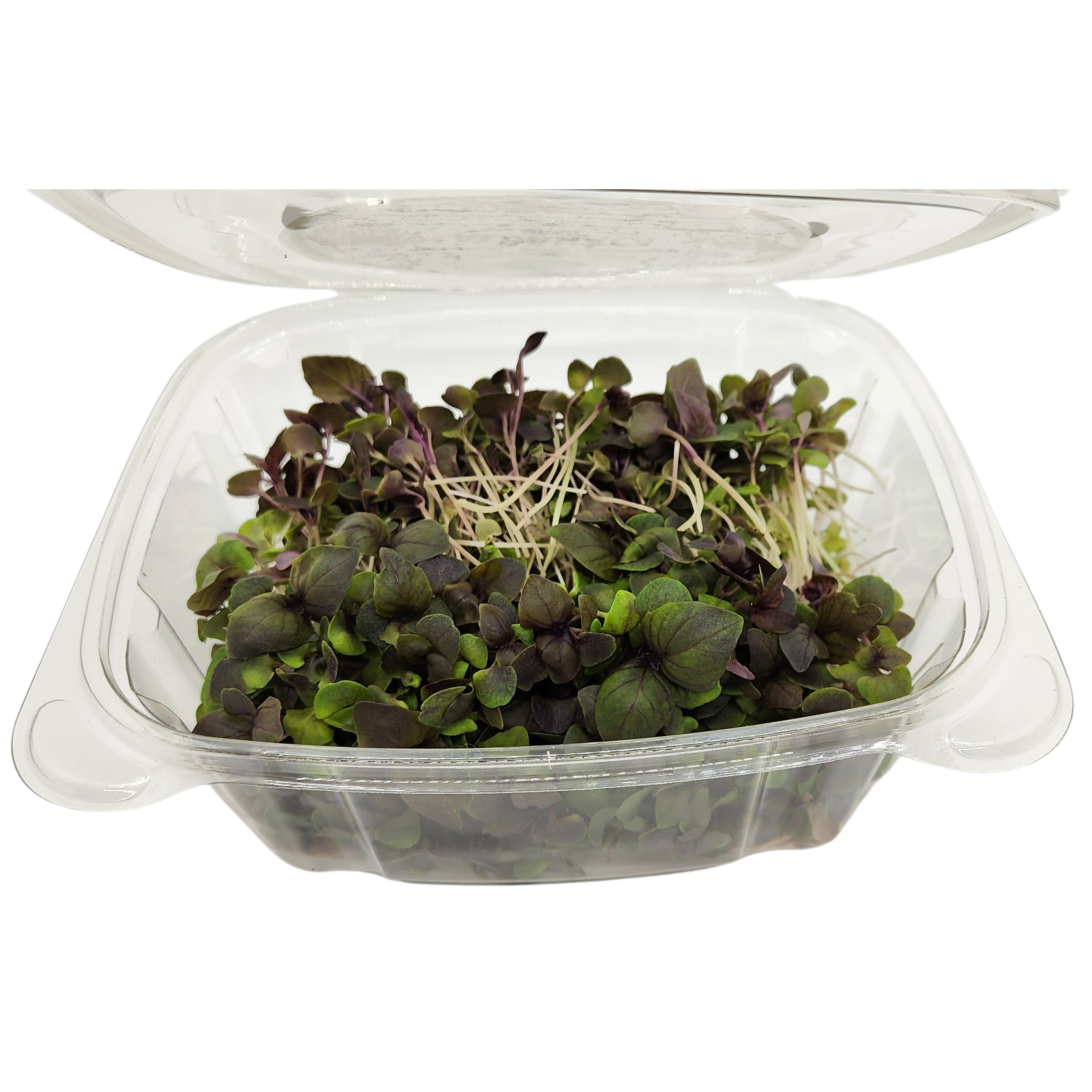 Brotes | Microgreens de Albahaca (morada)