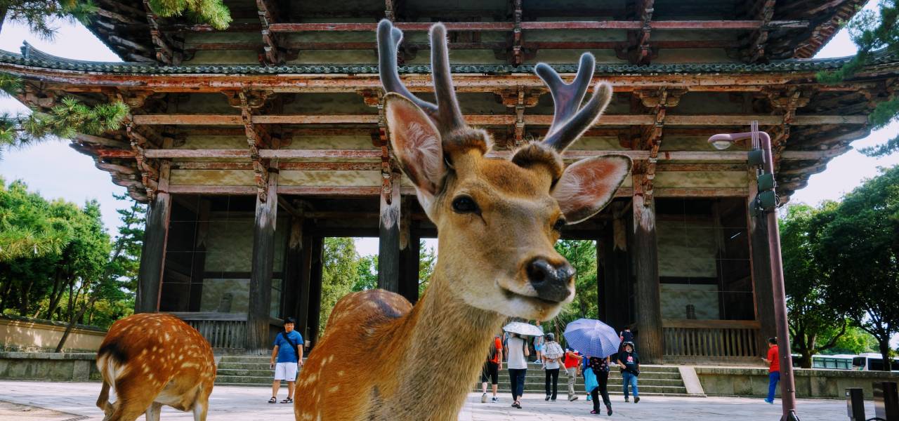 Reino Sagrada de Nara