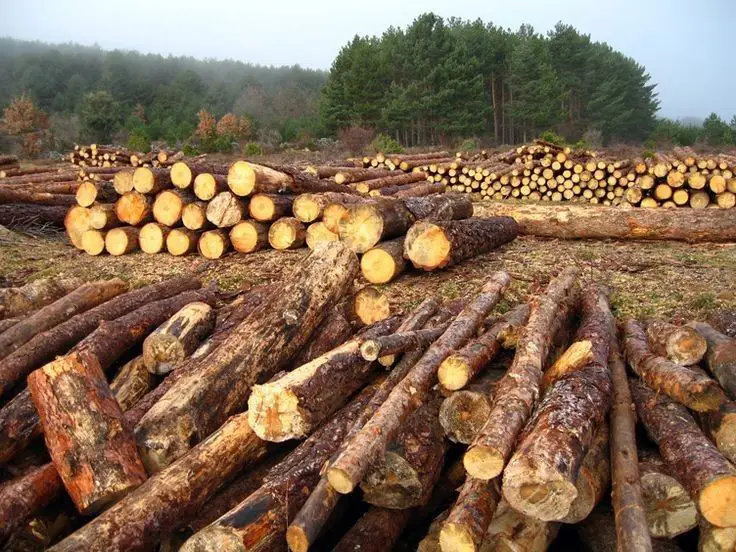 High-Quality Timber Logs