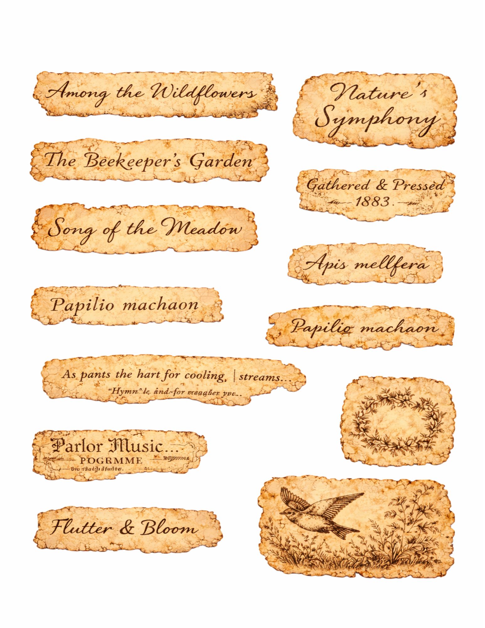 The Botanical & Nature Collection — Vintage Birds, Bees & Music Ephemera Printable Bundle