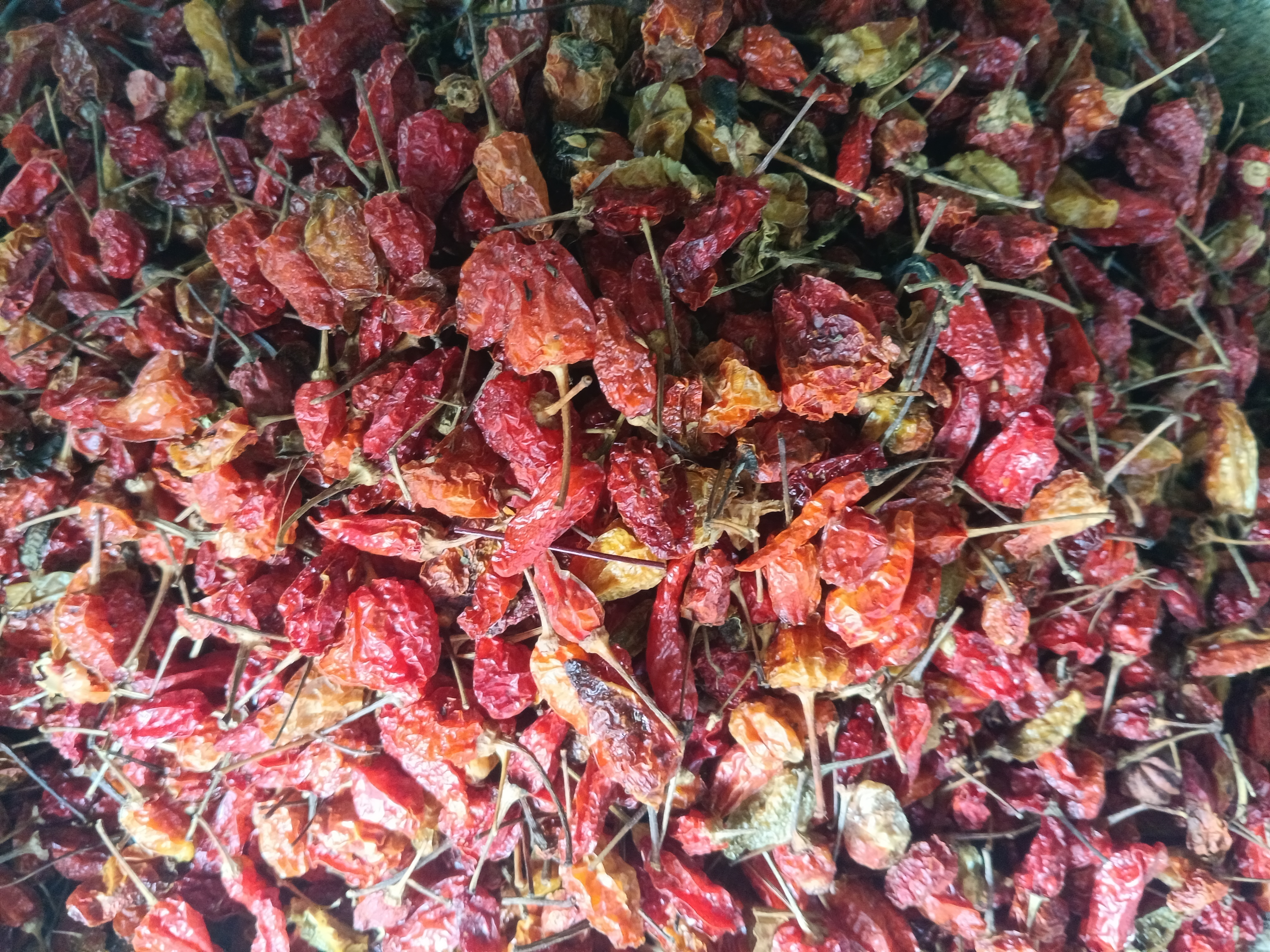Dried Red Chillies kg