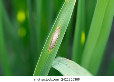 Syngenta TILT + Streptomycin + NPK 11-00-37.