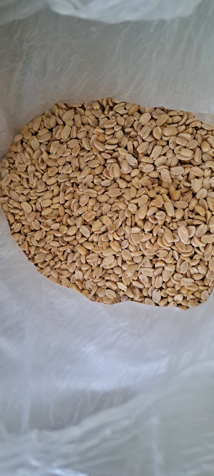 Maní Pelado Natural – Con o Sin Sal