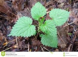 Fresh Stinging Nettle Plant