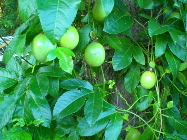 Fresh Passion plant