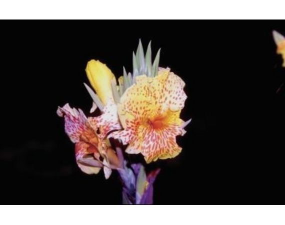 Exotic Spotted Canna Lily