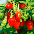 Fresh Goji Berries plant