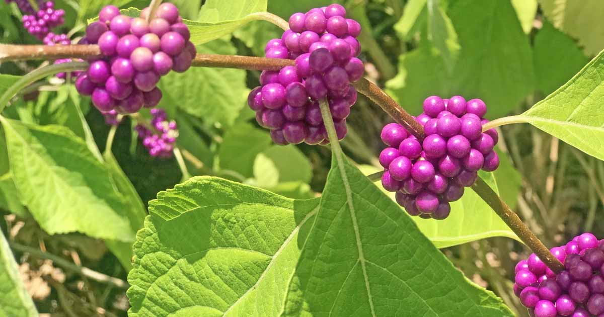 American Beautyberry Plant