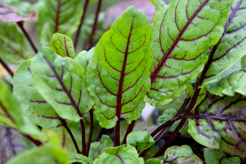 Red Veined Sorrel Plant