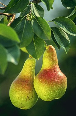American Pears