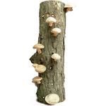 Shiitake Mushroom Growing Log