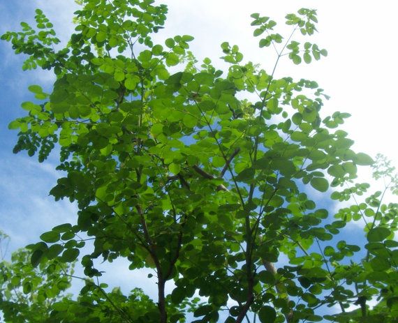 Moringa Oleifera Tree